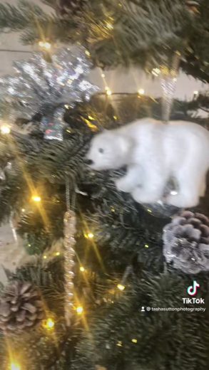 Christmas mini-shoots photograph