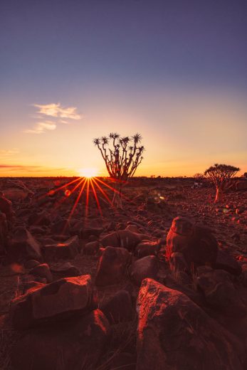 Quiver tree sunset