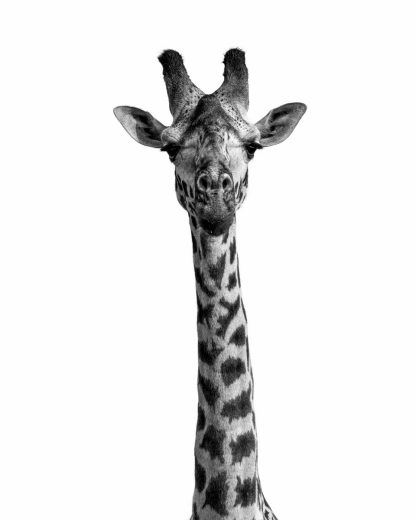 the giraffe