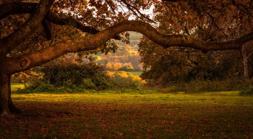 Landscape