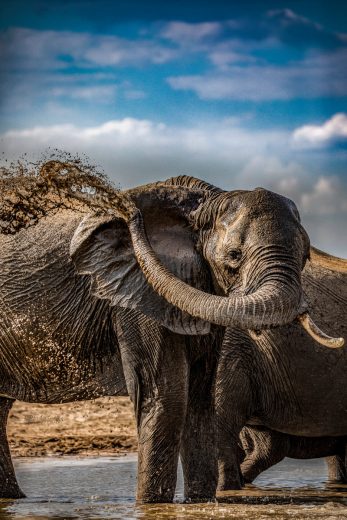 elephant bath