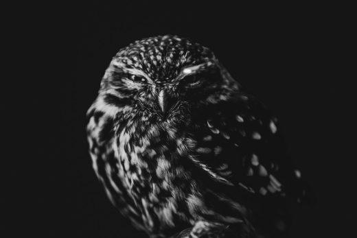 little owl