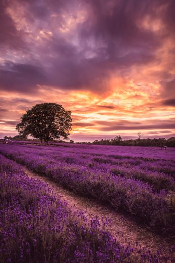 Lavender